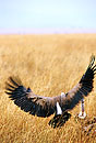 Vulture Masai Mara